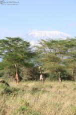 IMG 7851-Kenya, Kilimanjaro with giraffes seen in Kimana Reserve